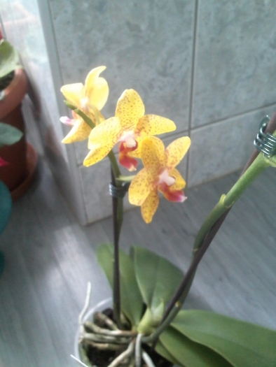 IMG009 - Florile mele de orhidee