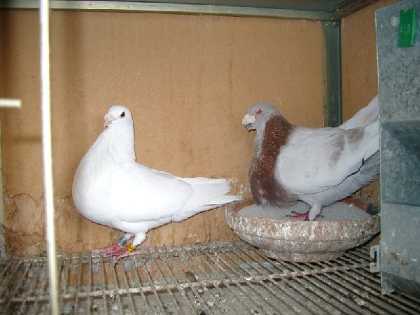 gorguero