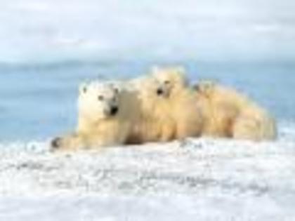 Bears Ursi Wallpapers 6