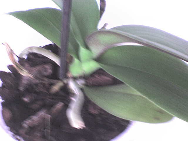  - phalaenopsis