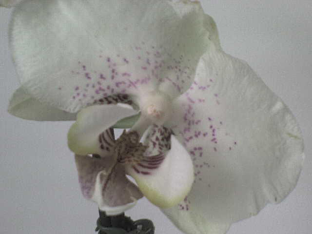 pistruiata - phalaenopsis