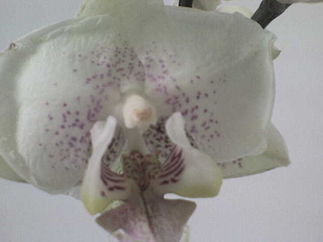  - phalaenopsis