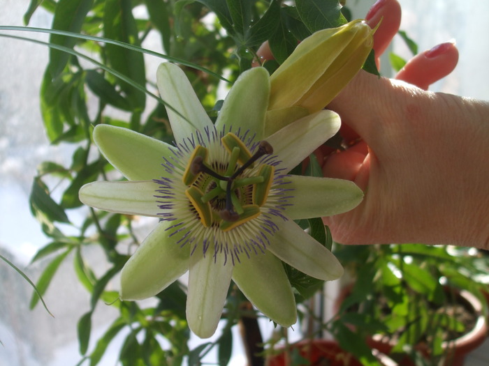 DSCF1966 - passiflora