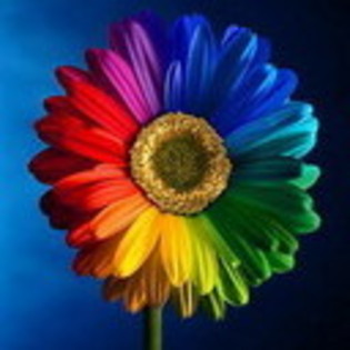 spectrum-daisy