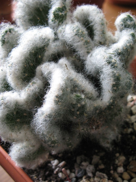 Austrocylindropuntia vestita forma cristata - CACTACEAE - diverse specii si genuri