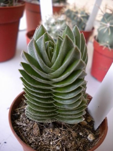 crassula buddha temple - SUCULENTE - diverse