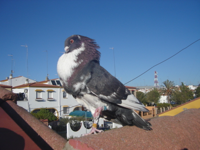 gusat moroncelo