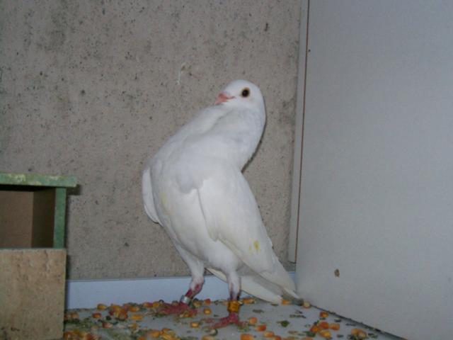 moroncelos