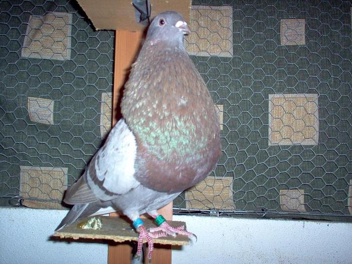 veleno