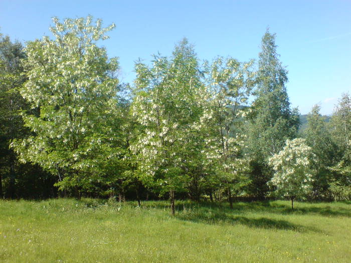 DSC01641