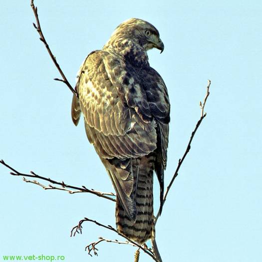 Soimul_calator; cel mai mare pericol fatza de porumbel...o teroare e cerurilor...ataca porumbei cei mai in forma si 
