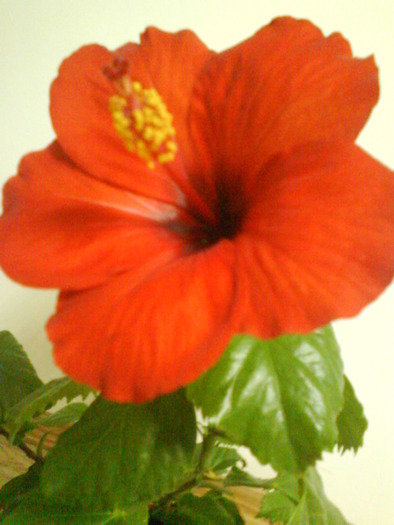 DSC00638 - Hibiscus rosu