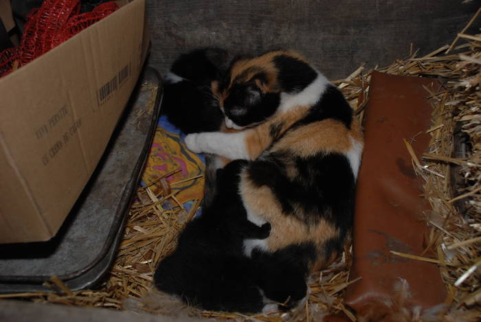  - ANIMALUTE