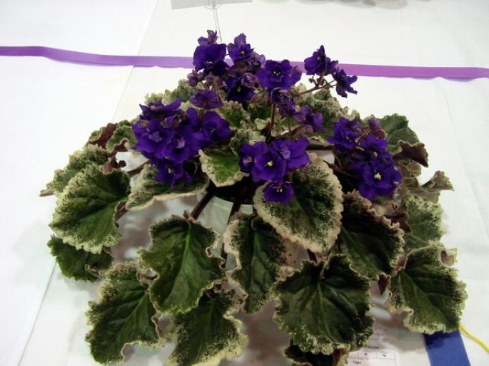 tiger_2005avsa - violete de pe net 1