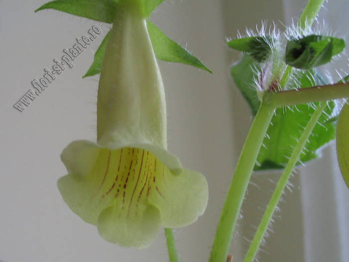 Sinningia Conspicua 8 - GLOXINIA _ SINNINGIA