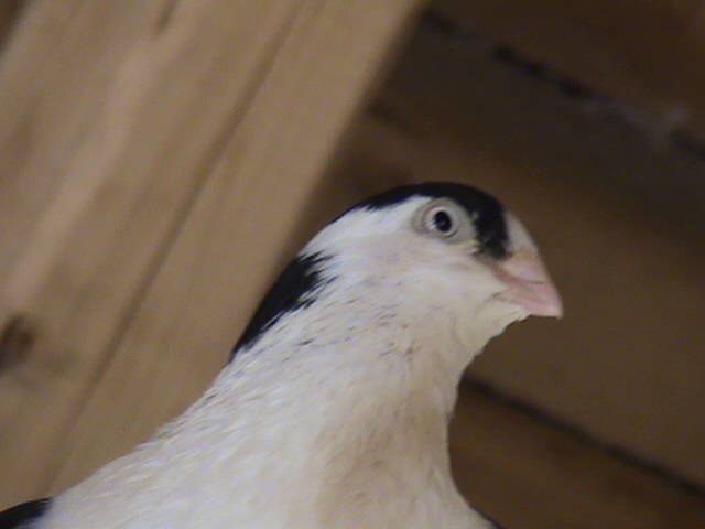 DSC01701