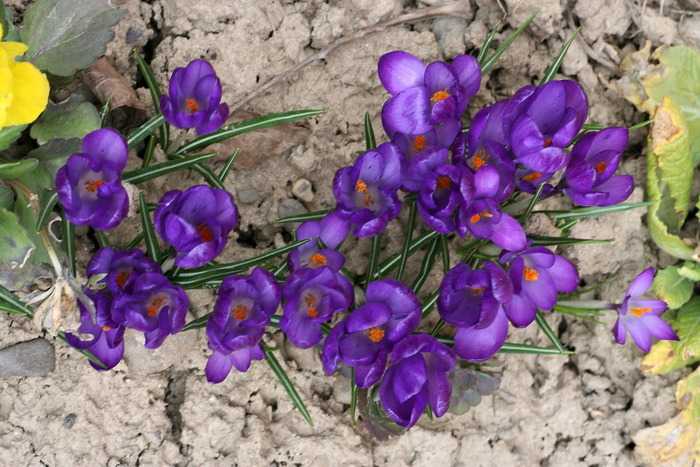 IMG_0989 - zz Crocus