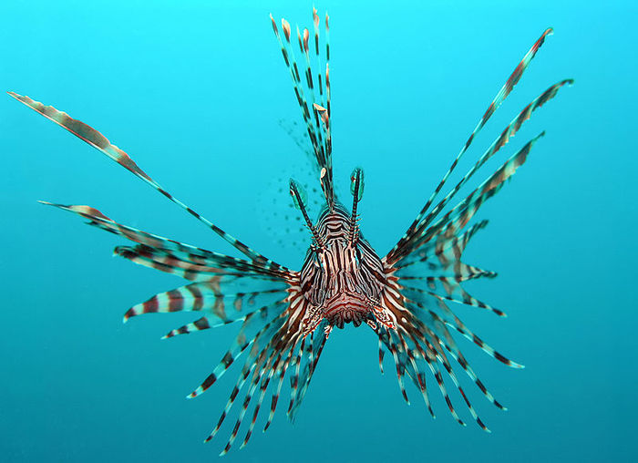 800px-Pterois_volitans_Manado-e_edit - Pesti