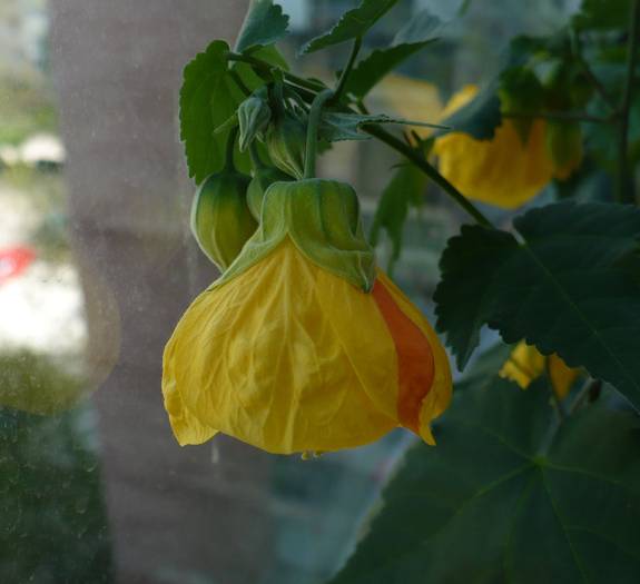 P1100718 - ABUTILONI