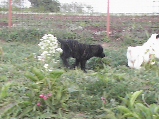 poze 04.05.2009 044