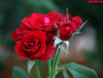 trandafiri rosii - FlOrI fRuMoAsE