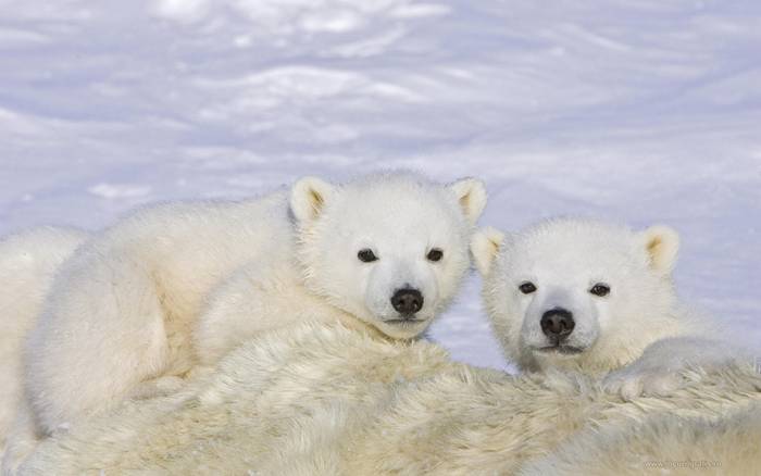 bear-polar_ 2 - Polar BEARS