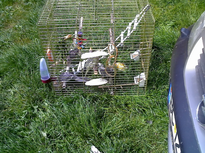 16-05-09_1703 - nimfele mele