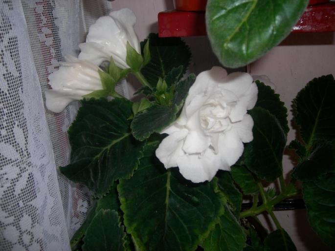 Gloxinie alb dublu - Flori 2008