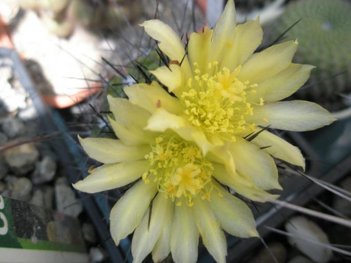 floare de Copiapoa