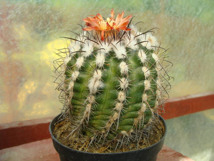 Parodia subterranea - Notocactus-Parodia