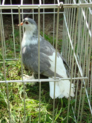 DSC00692 - 18-05-2008