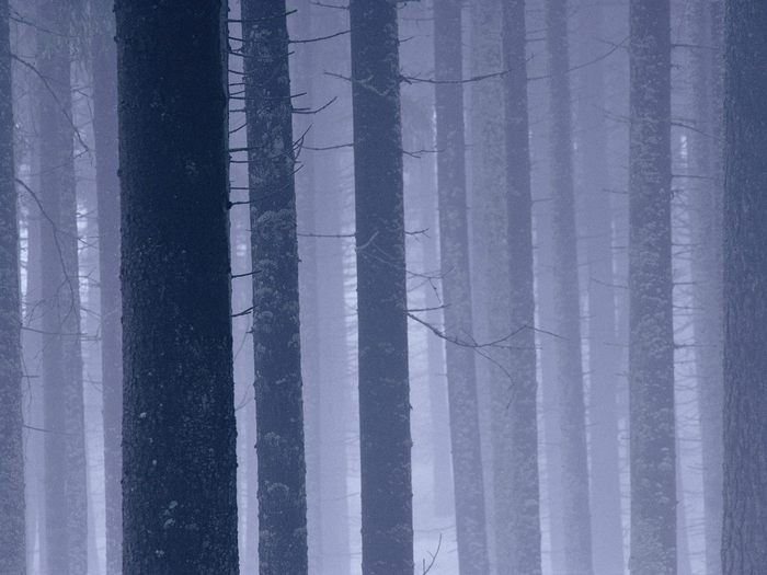 Spruce Forest, Norway