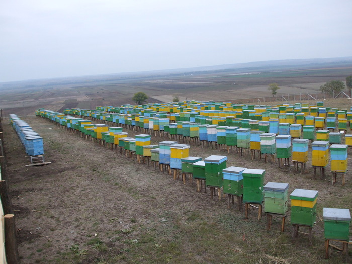 DSCF1611 - stupina  incepand cu 2008