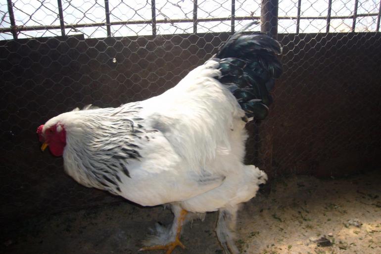 brahma herminat deschis