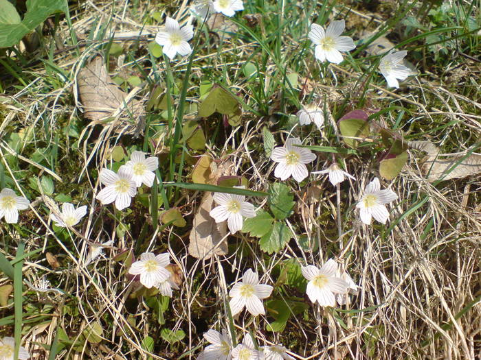 DSC00809 - Flori de camp