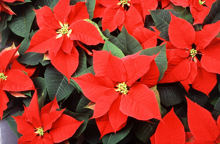 Poinsettia_2 - Poinsettia