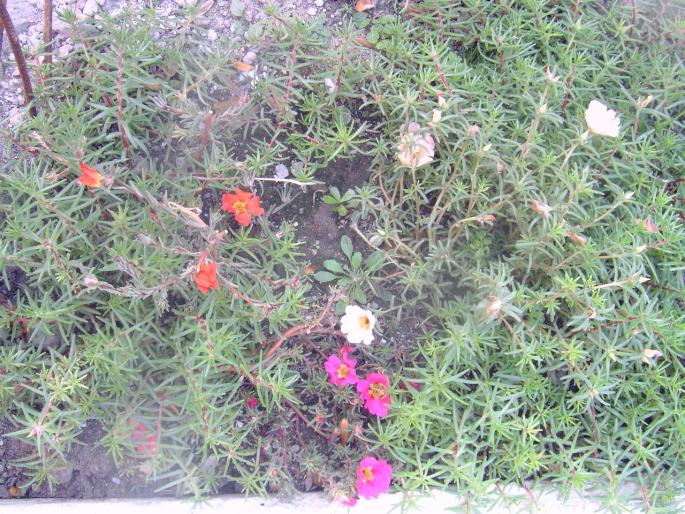 portulaca - flori de piatra - Plantele mele de terasa si exterior