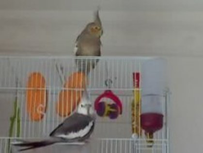 21_02_09_1339 - nimfele mele