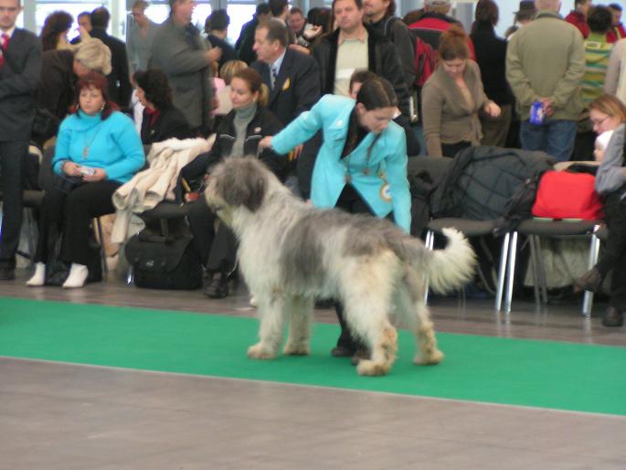 PICT5468; Ioana de Tunari
World Dog Show,2006,Poznan,Polonia
