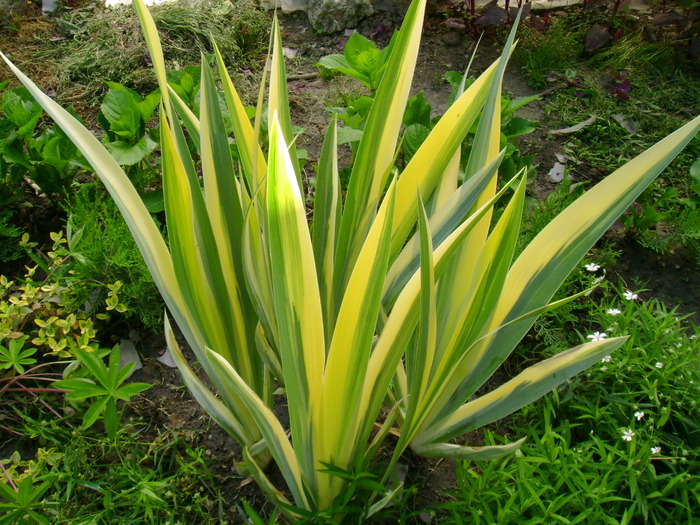 Iris variegat - Gradina de flori 2009