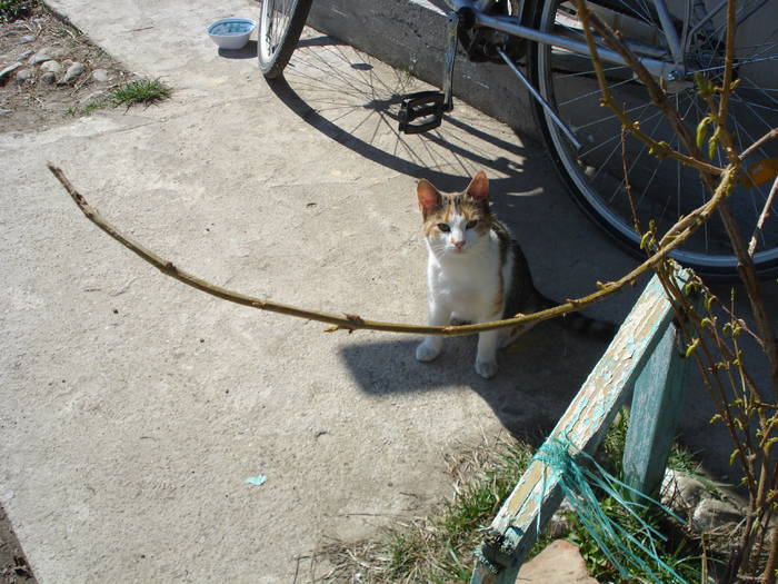 AM INVATAT SA MERG PE BICICLETA:) - LA MAMA-LA MOSIE 2009