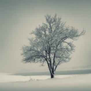 Winter_morning_by_leenik - Preferatele mele