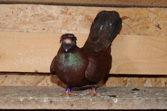 DSC_9907 - jucatori dublumotati calarasi 2008