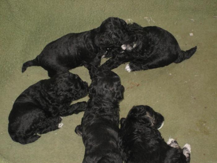 Dupa 25 zile - Cateii