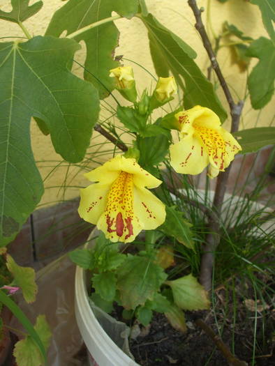 mimulus - Flori