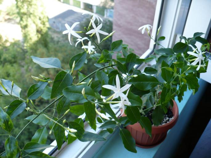 P1040125 - Alte plante