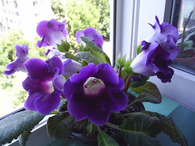 PIC_0012 - Gloxinii