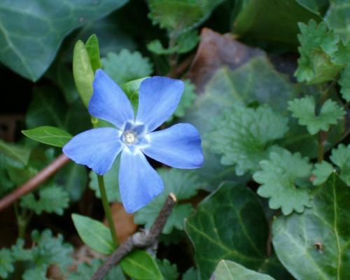 BlueFlower - Toate cele