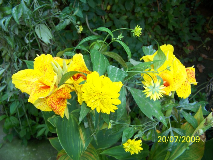 100_8293 - Iulie 2
