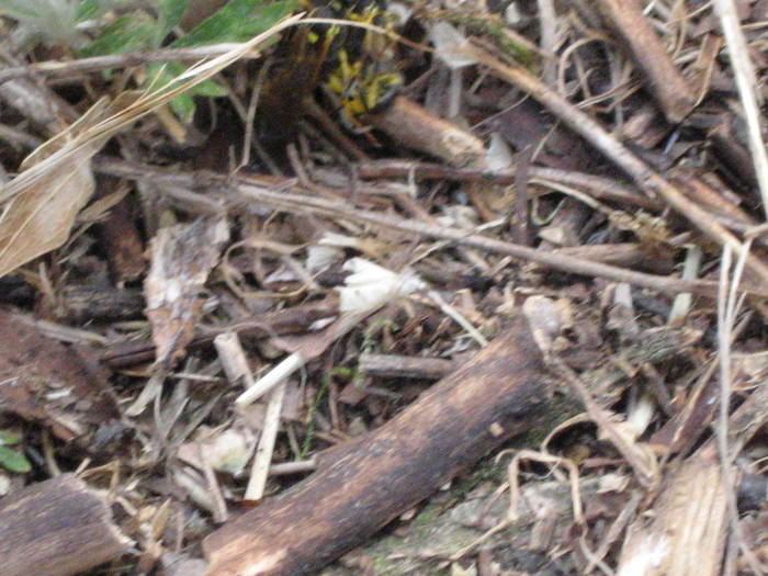 IMG_3452 - salcim I si II 2009